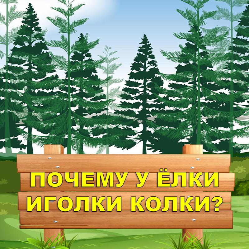 Хвойный лес. Почему у ёлки иголки колки