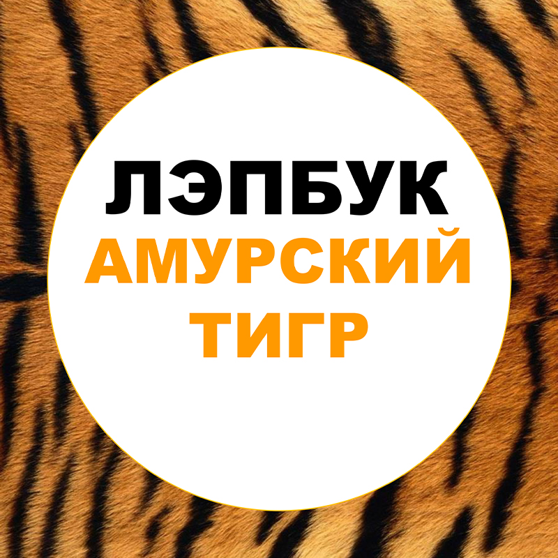 Амурский тигр