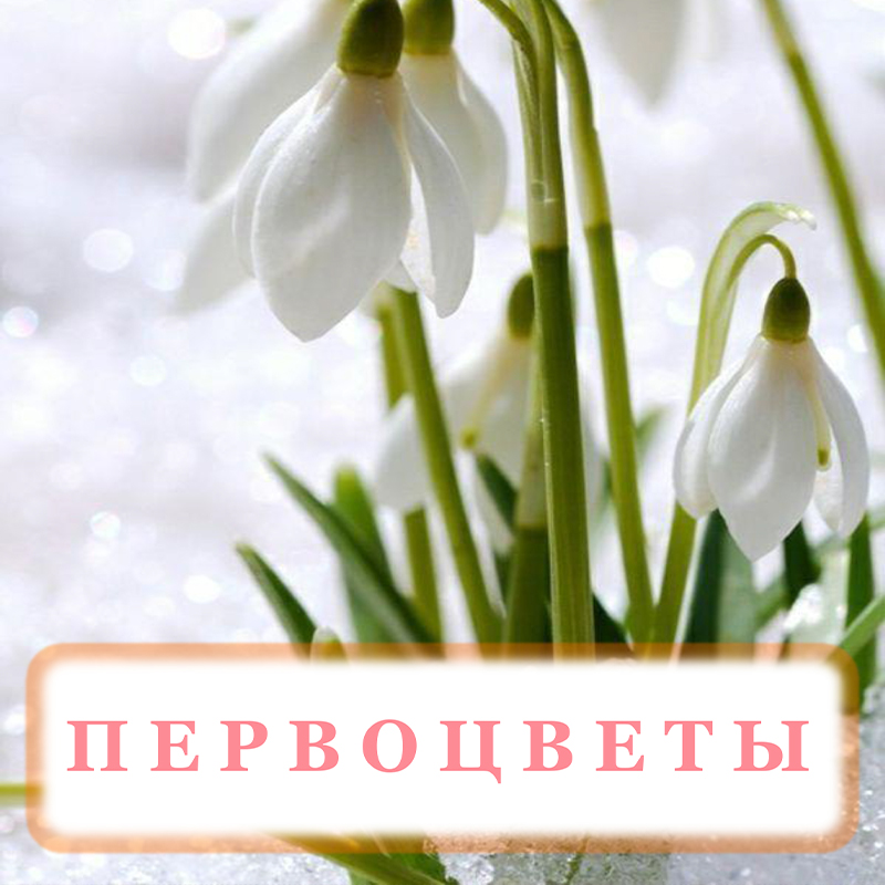 Первоцветы