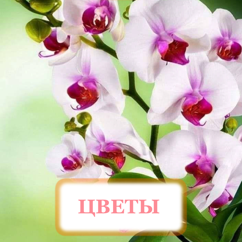 Цветы