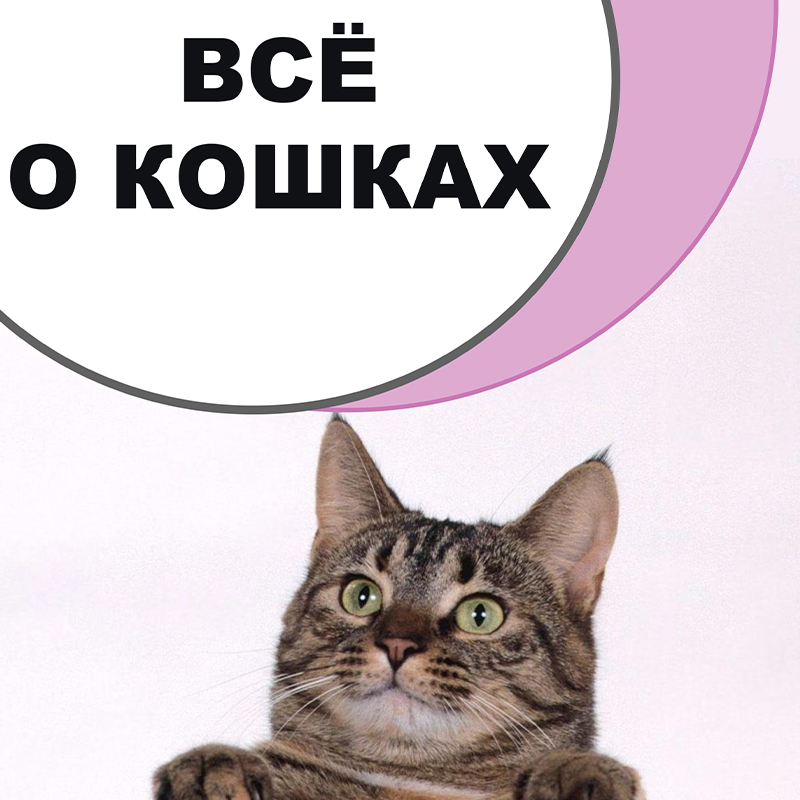 Все о кошках