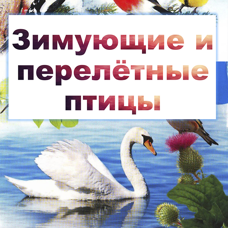 Зимующие и перелетные птицы