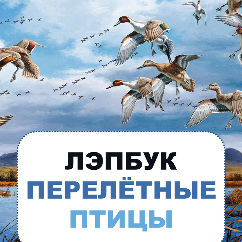 Перелетные птицы