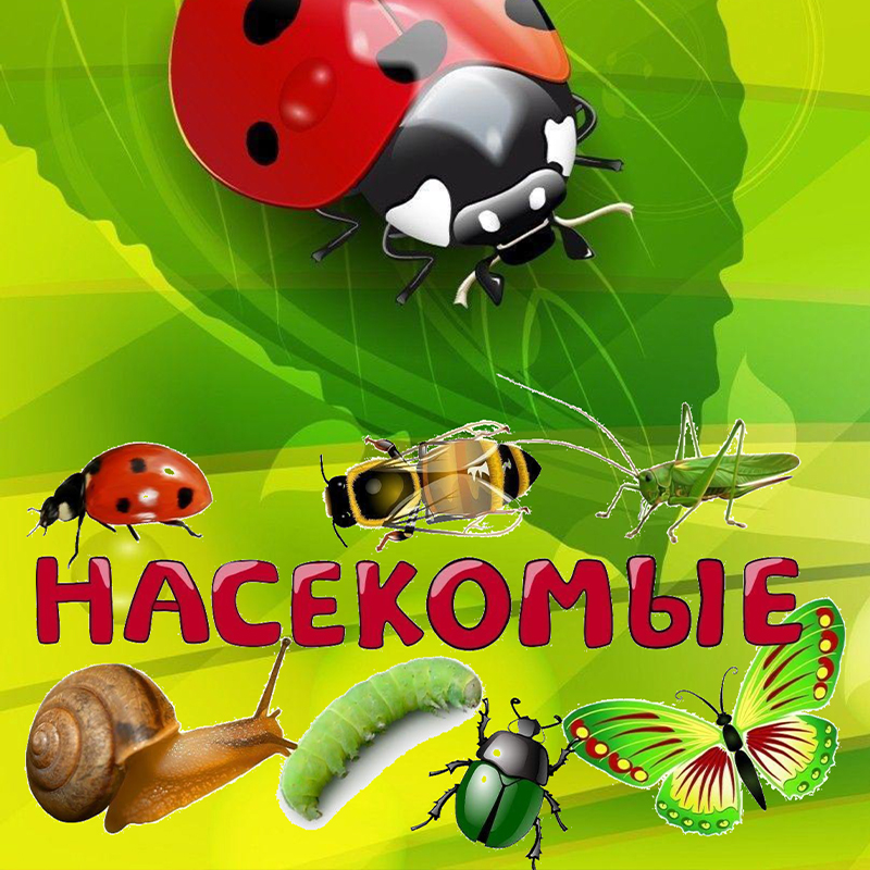Насекомые