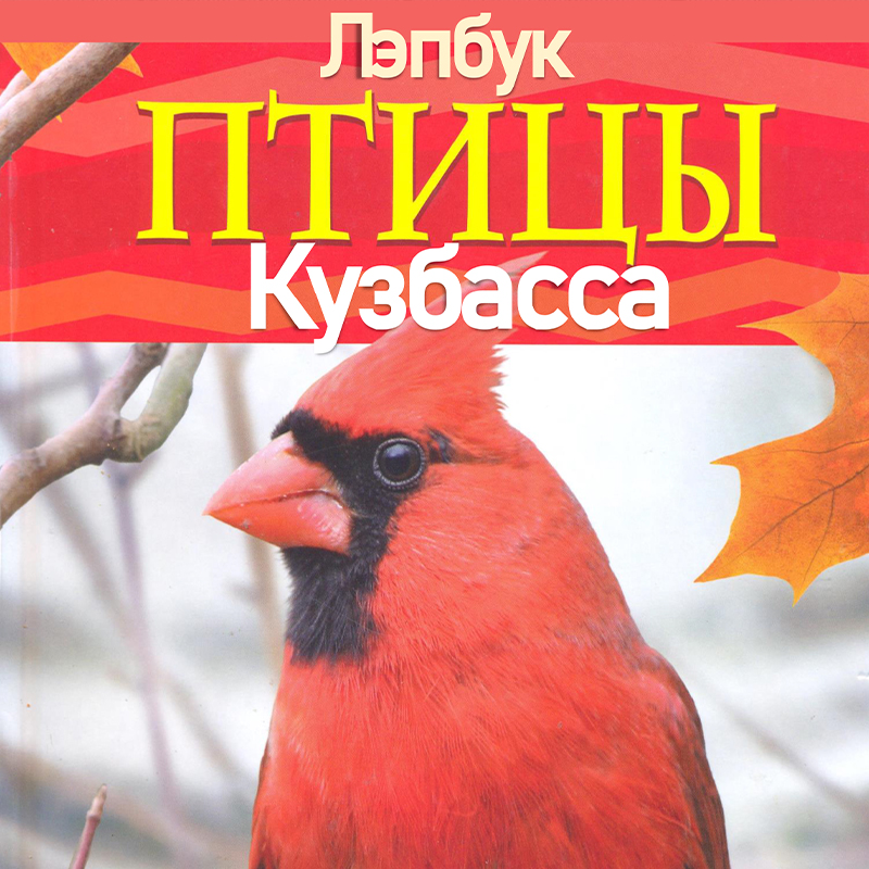 Птицы Кузбасса